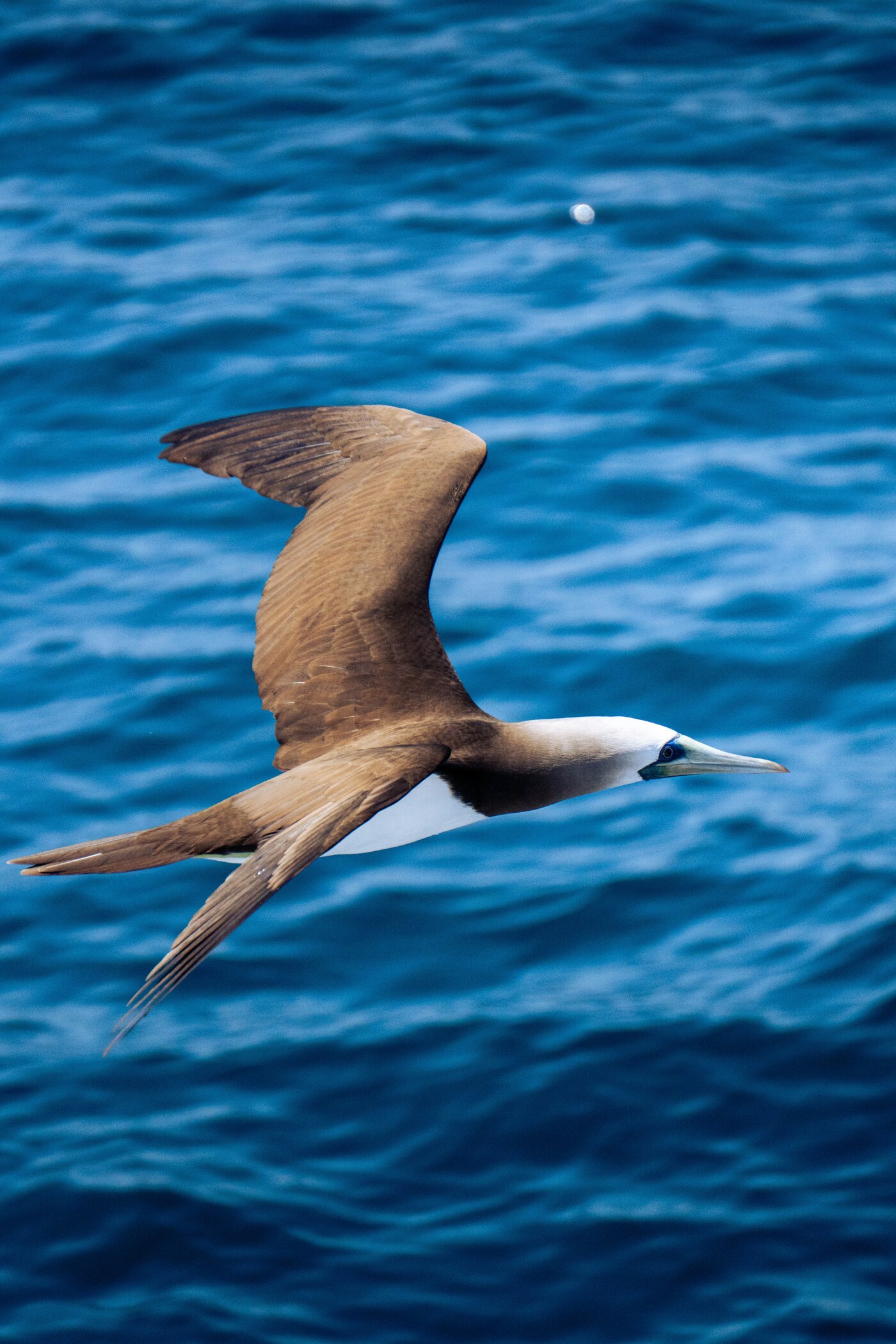 Seabird in flight over open water